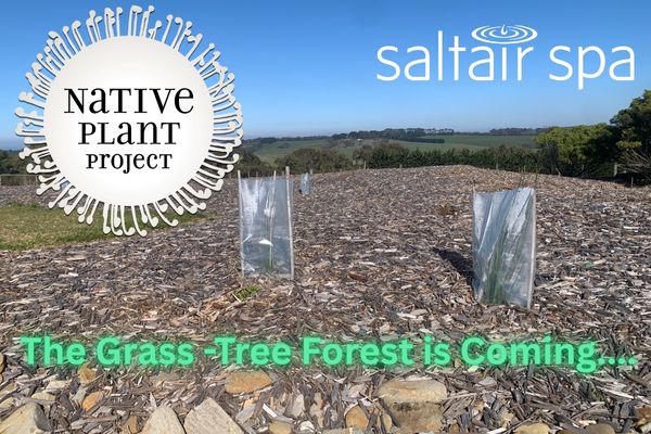 The Grass -tree Forest Is Coming......